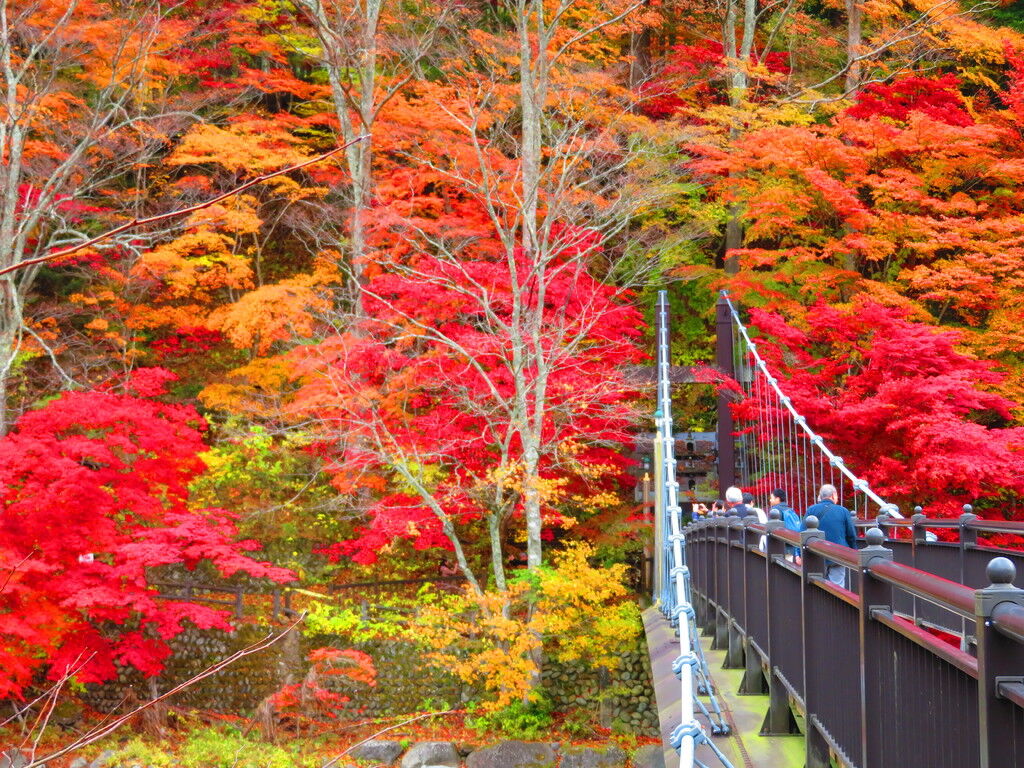 ファイアーマンさんから紅の吊橋への投稿クチコミ 栃ナビ