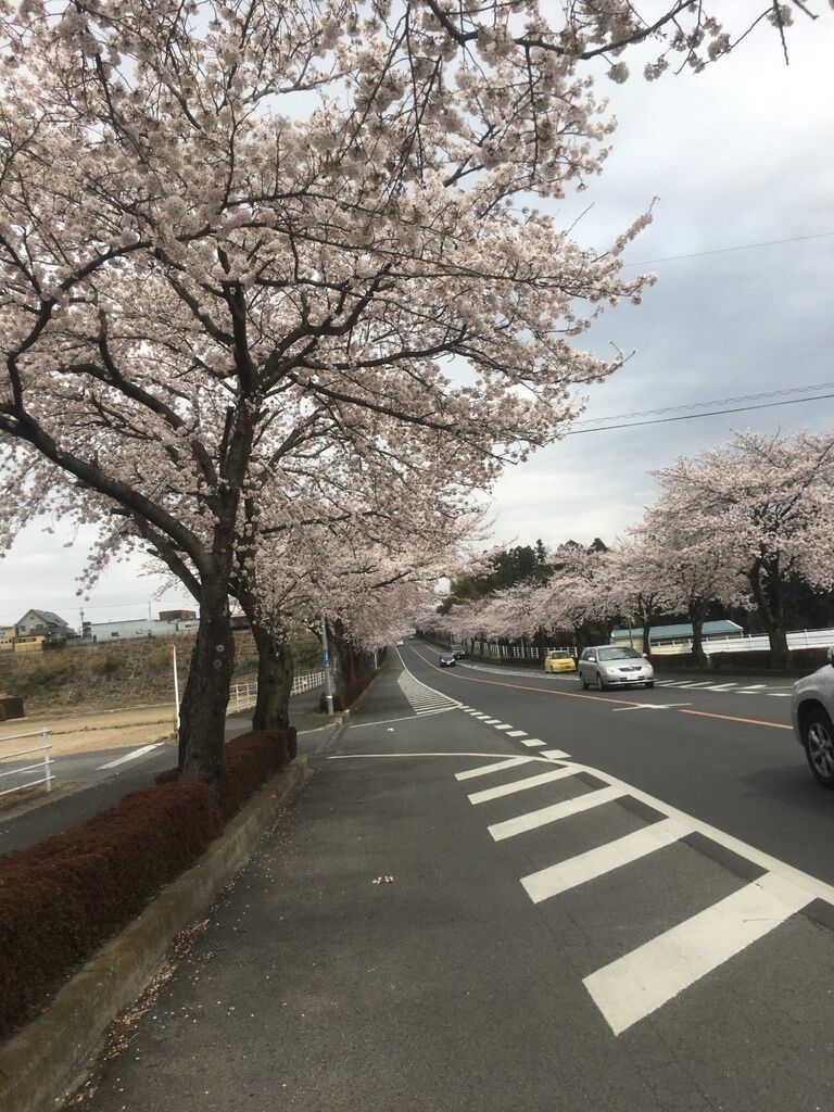 オネ娘さんから鹿沼 さつき大通りの桜並木への投稿クチコミ 栃ナビ