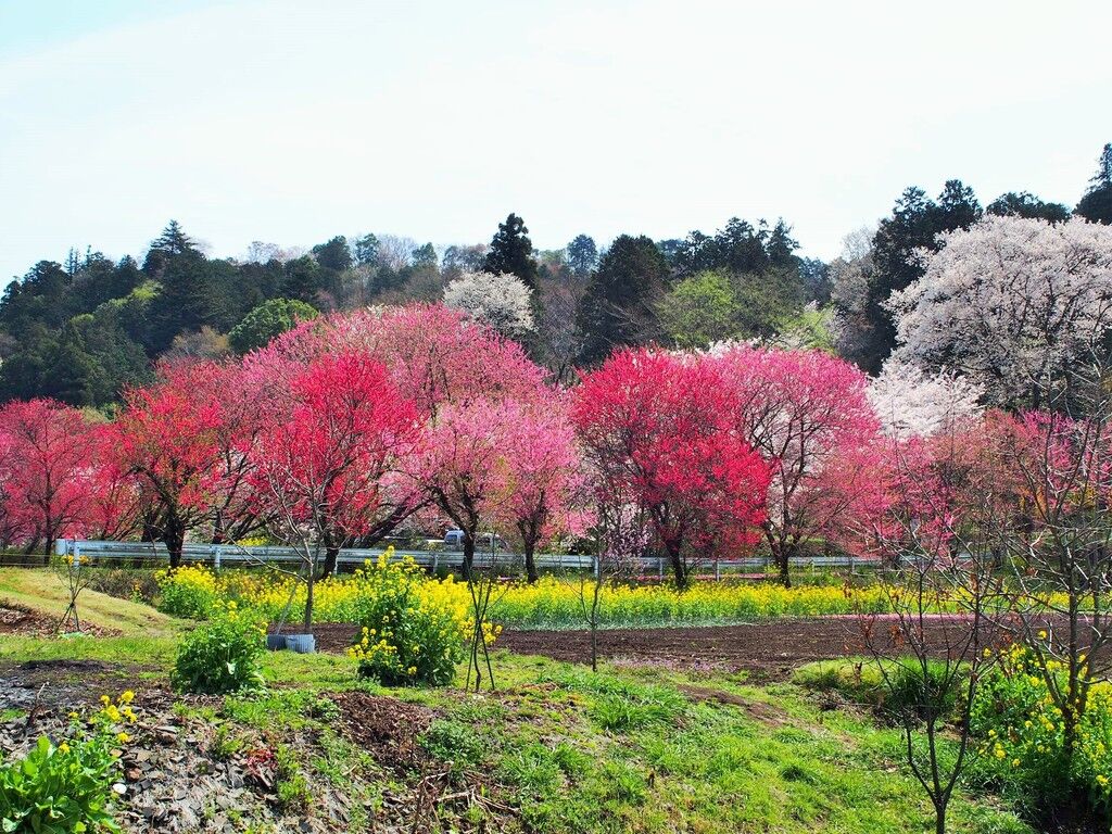 栃木植物園 大柿花山の写真｜栃木市・植物園・花