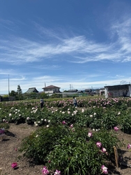 色とりどりの芍...