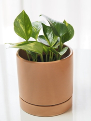 インスタで見て...