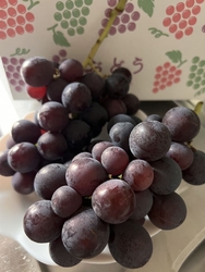 初めてのぶどう...