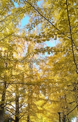 いちょうが見頃...