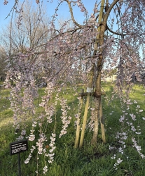 桜を見に行きま...