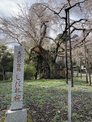 “八幡山公園”...
