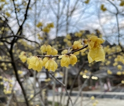 乃木神社境内入...