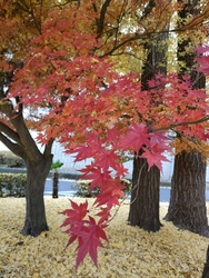 きのう子供と一...