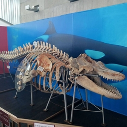 “最強生物クマ...