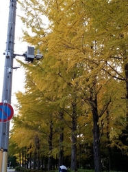 見頃を迎えてお...