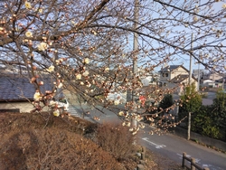 オートミール的...