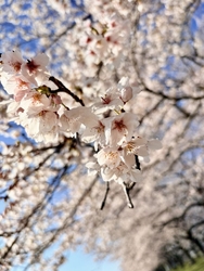今年も「石井桜...
