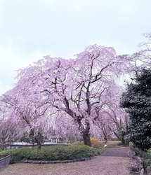桜の本数は多く...