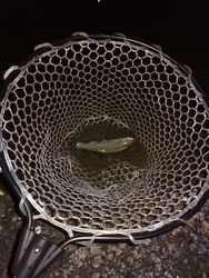 今回の釣行締め...