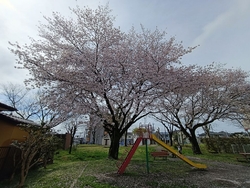 こちらの公園で...