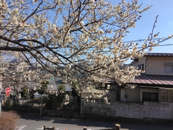 芝塚山公園にも...