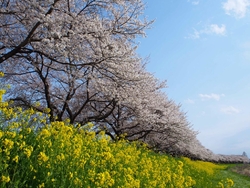 川と桜と菜の花...