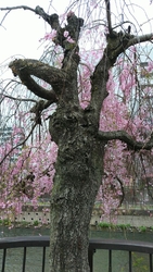 さくら満開で、...