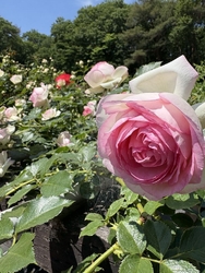 天気も良く、ど...