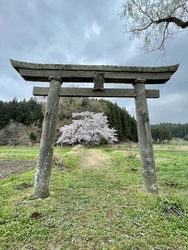 柳だけで無く、...