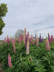 県道（2号）宇...