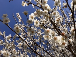 梅の花を見に行...