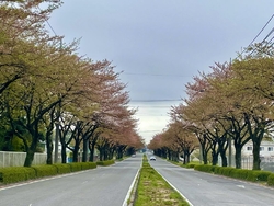 今年の桜は開花...