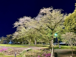 ここの夜桜は満...