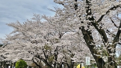 桜並木、満開で...
