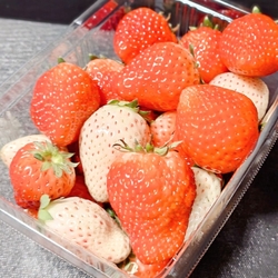 今年のホワイト...