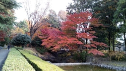 こちらの楓の紅...