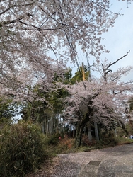 花見に行ってき...