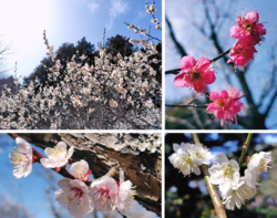 花が咲くスポッ...