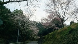 桜吹雪が舞うな...