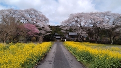 平日午後参拝。...