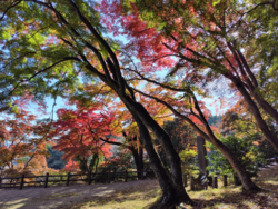 もみじ祭りは1...