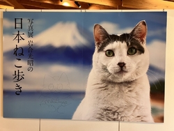 岩合光昭さんの...