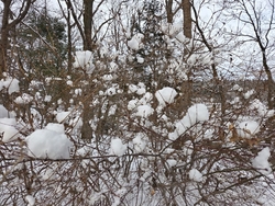 真冬日の大雪が...