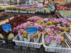 春色の草花が沢...