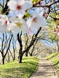 夕方近くにやっ...