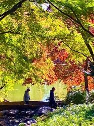 菊花展が11月...