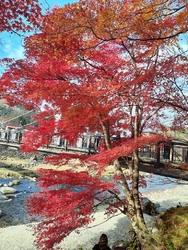 日塩もみじライ...