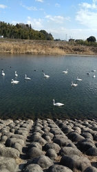 何故ちゃんと白...