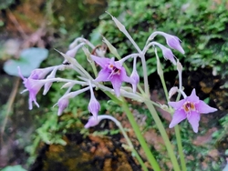 いろんな花が咲...