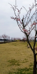 思川桜は1～2...