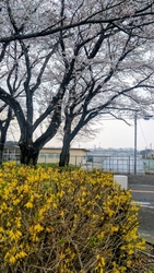 桜のトンネルが...