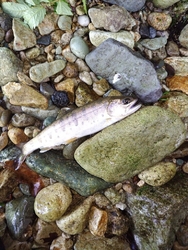 釣行で伺いまし...