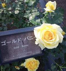井頭公園のバラ...