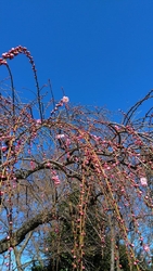 ピンクの枝垂れ...