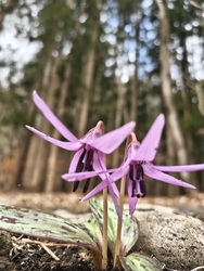 県民の森にある...