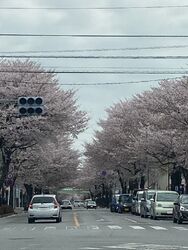 鹿沼 さつき大通りの桜並木 鹿沼市の植物園 花 樹木 栃ナビ